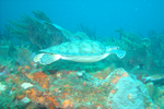 Random diving photo!